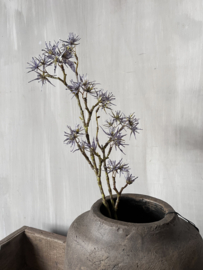 Distel paars