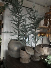 Ceder boom L
