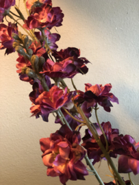 Delphinium, burgundy