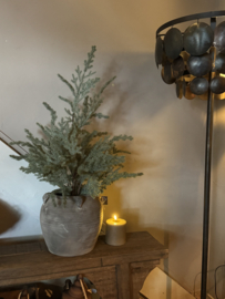 Picea Omorika S in pot