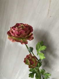 Ranonkel Roze
