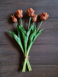 Zijde papegaai tulpen - caramel