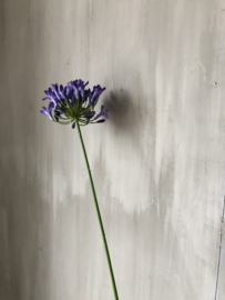 Agapanthus paars