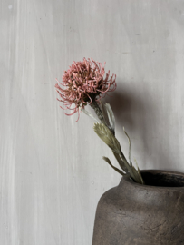 Blooming Protea Oud Roze