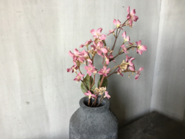 Flower old pink