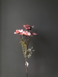 Roze cornus kousa