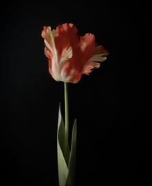 XL papegaai tulp - oranje 3 voor €15,-