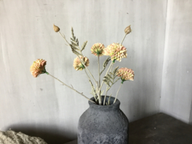 Mum spray pink