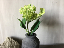 Butterfly Hydrangea light green