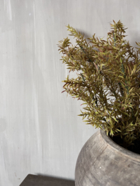 Juniperus Brown