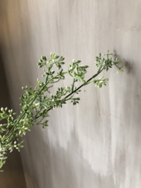 Ligustrum wit