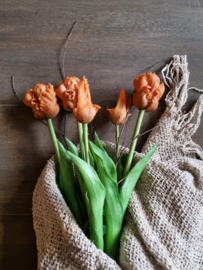 Zijde papegaai tulpen - caramel