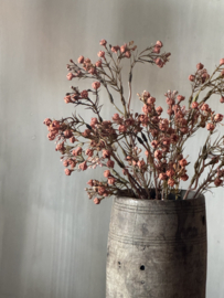 Gypsophilia tak oranje