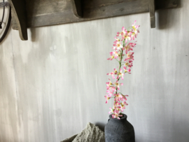 Roze witte bloem