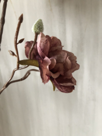 Azalea paars