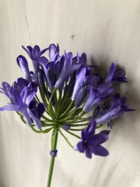 Agapanthus paars