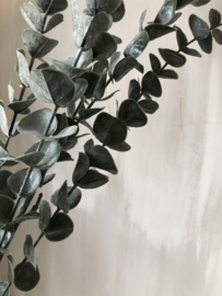 Eucalyptus