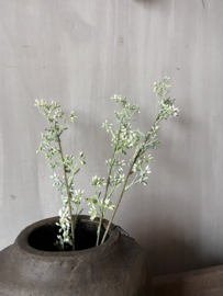 Ligustrum White