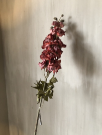 Delphinium pink