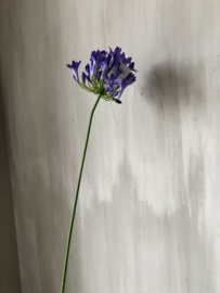 Agapanthus paars