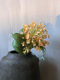 Bouvardia Champagne kleur