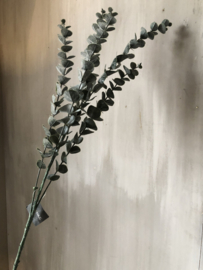 Eucalyptus