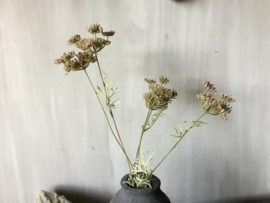 Single lace flower