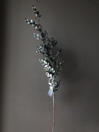 Eucalyptus tak
