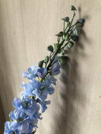 Delphinium licht blauw