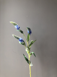 Blauwe veronica