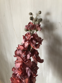 Delphinium pink
