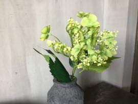 Butterfly Hydrangea light green