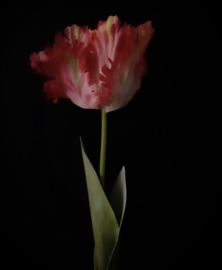 XL papegaai tulp - roze nu 3 voor €15,-