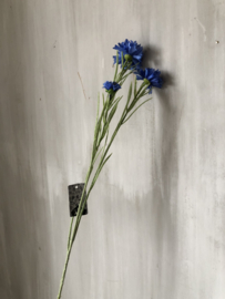 Korenbloem blauw