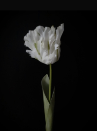XL papegaai tulp - wit nu 3 voor €15,-