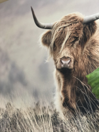 Schotse hooglander op hout