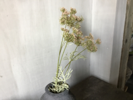 Single lace flower