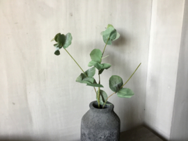 Eucalyptus