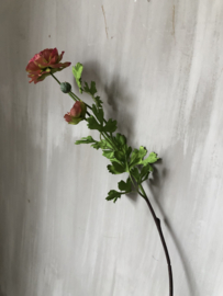 Ranonkel Roze