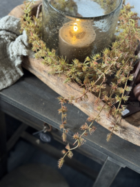 Wilde asparagus herfst
