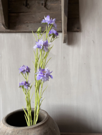 Korenbloem paars
