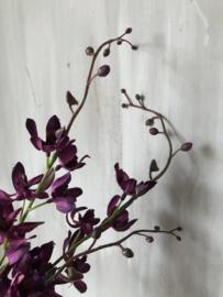 Cymbidium donker paars