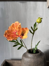 Oranje klaproos