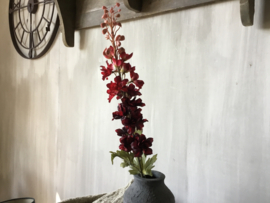 Delphinium dark red