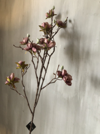 Azalea paars