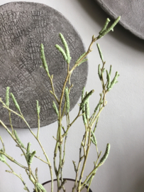 Set van 3 berkentakjes, groen
