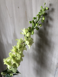 Delphinium licht groen/wit