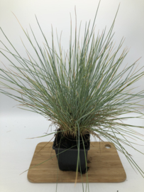 Festuca 'Elijah Blue' - Zwenkgras