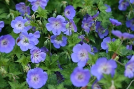 Geranium 'Rozanne'