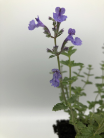 Nepeta 'Six Hills Giant'